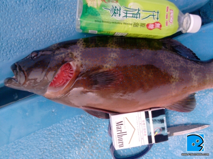 3/9 釣魚仔 塔門行   4/3打令魚 釣魚仔
