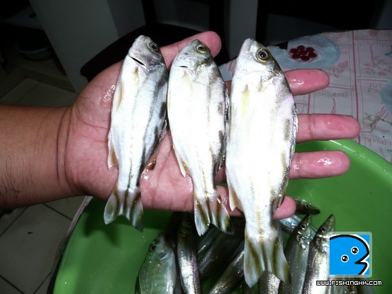 2011年6月17日官湖、背仔角钓获03.jpg