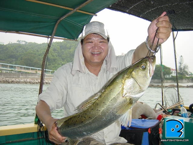 summer sea bass