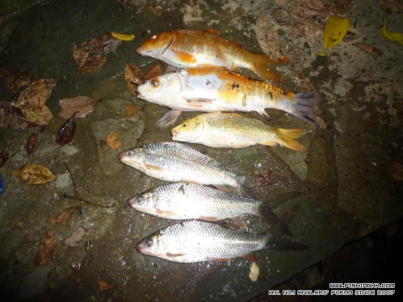 釣在初秋 (4).JPG
