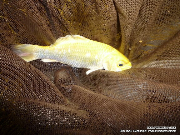 釣在初秋 (3).JPG