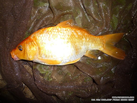 釣在初秋 (2).JPG
