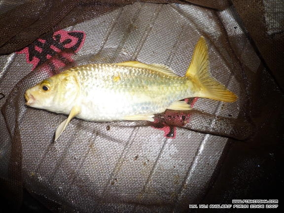釣在初秋.JPG