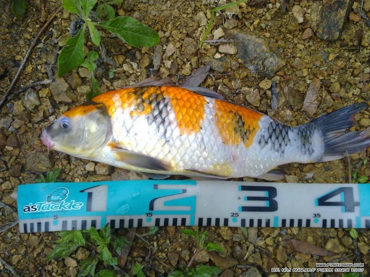 koi 11.jpg