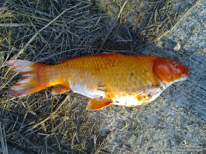koi 9.jpg