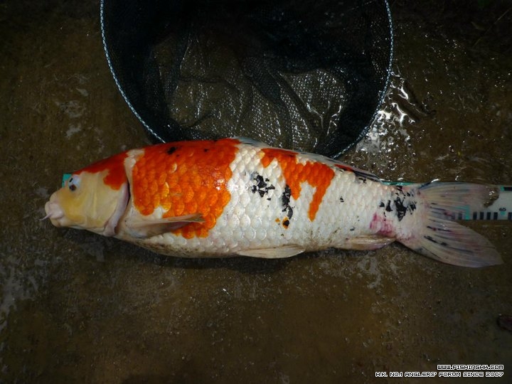 koi 7.jpg