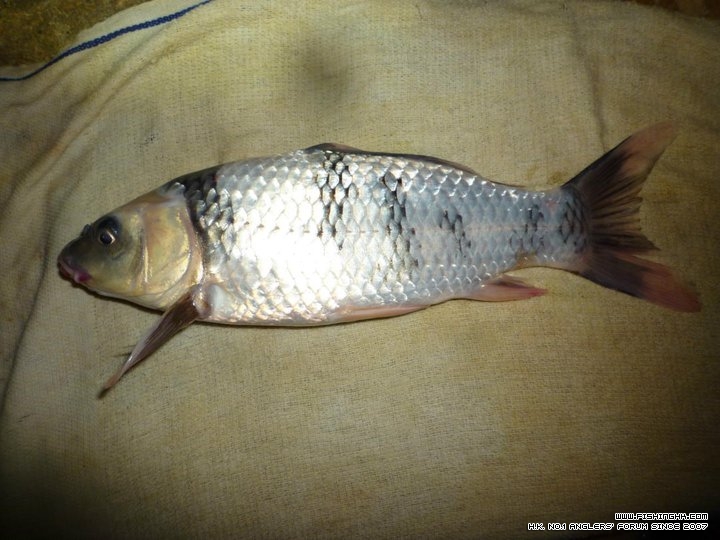 koi 6.jpg