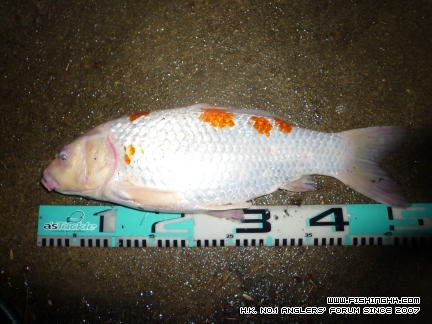 koi 3.jpg