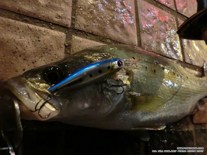 sea bass2.jpg