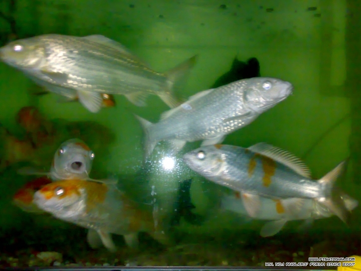 20120215696.jpg