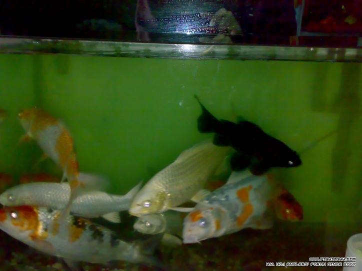 20120215705.jpg