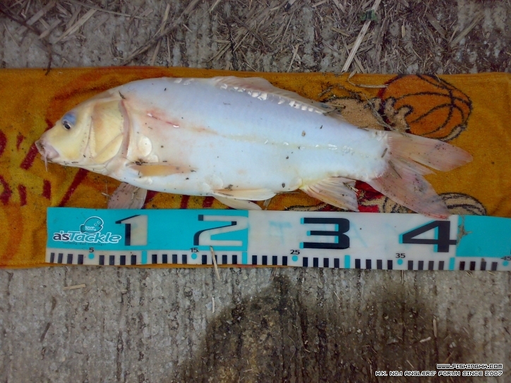 20120304763.jpg