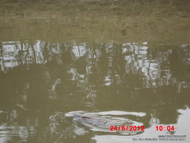 CIMG9868雙魚河大唐唐.JPG