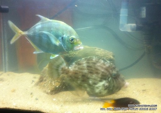 fish-s001.jpg