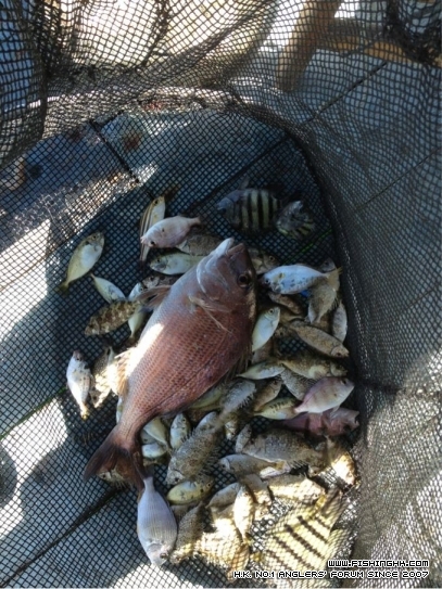 20120729AFAI.jpg