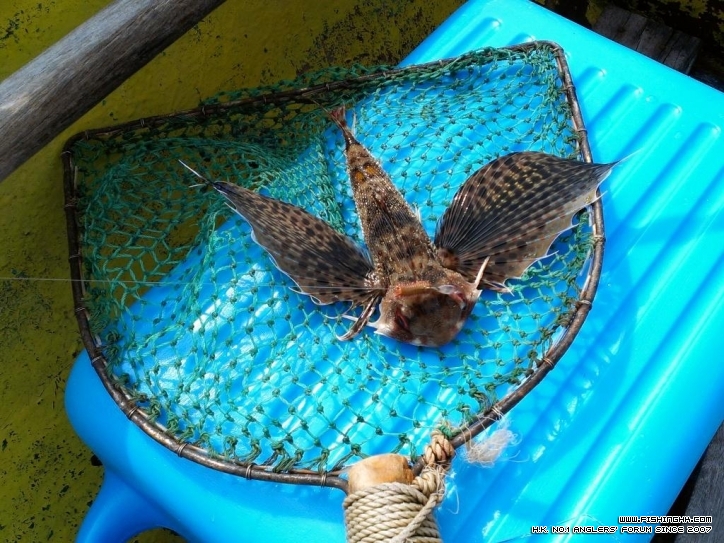 對翼幾大，兩頰有尖刺