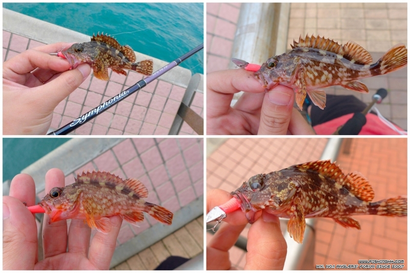 Rockfish18a.jpg