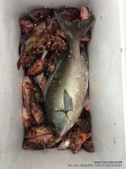 26CM黑毛