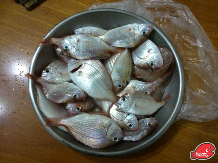 釣立仔煲湯