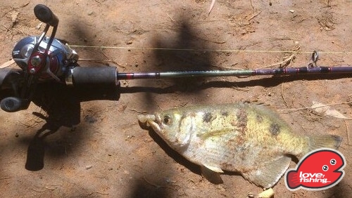估下咩魚?