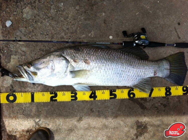 darwin barra 3.JPG
