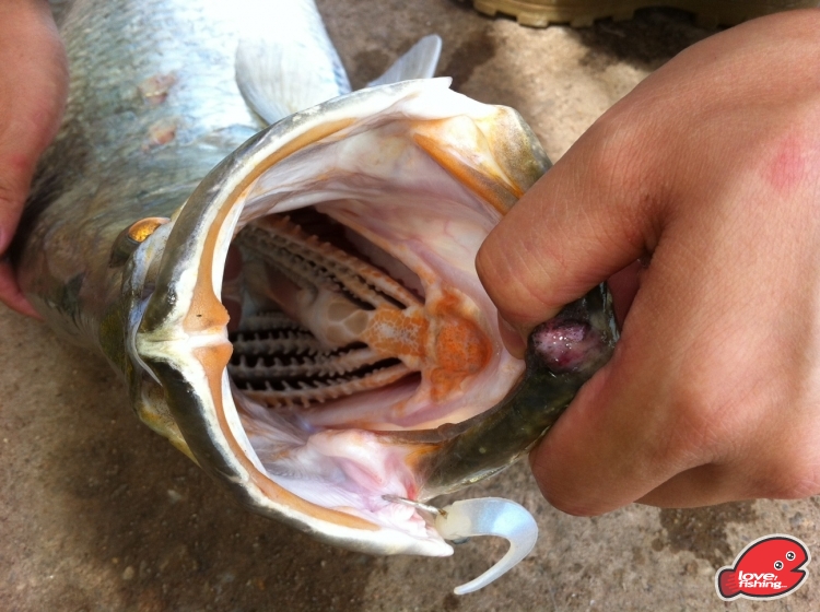 睇住佢沖上黎食