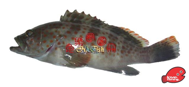 芝麻.jpg