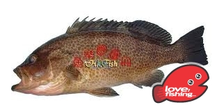 深水芝麻班.jpg
