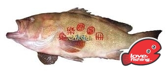 齊-1.jpg