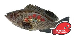 齊-2.jpg