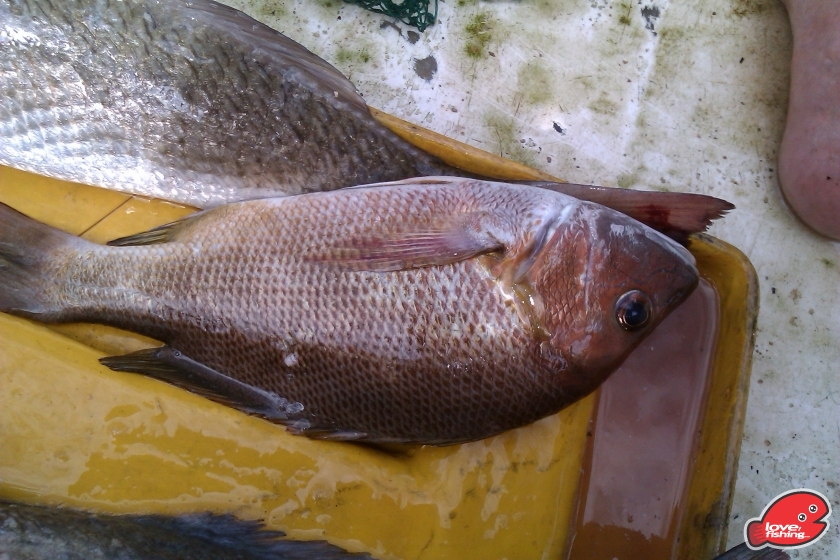 IMAG0194.jpg
