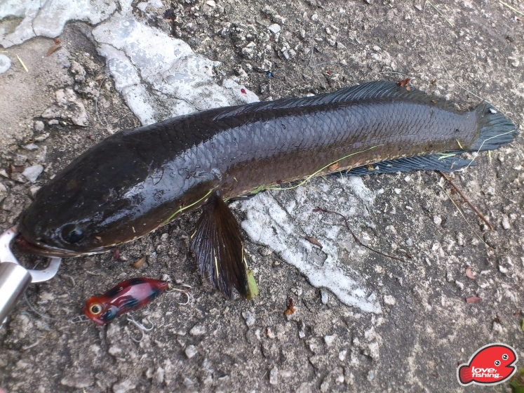 DSC_0303.JPG