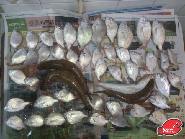 三分一魚獲其他放生....