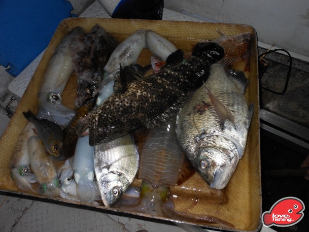 其實全日魷同魚都悟多開口...>,<