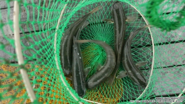 魚獲