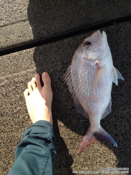 師兄的漁獲SNAPPER