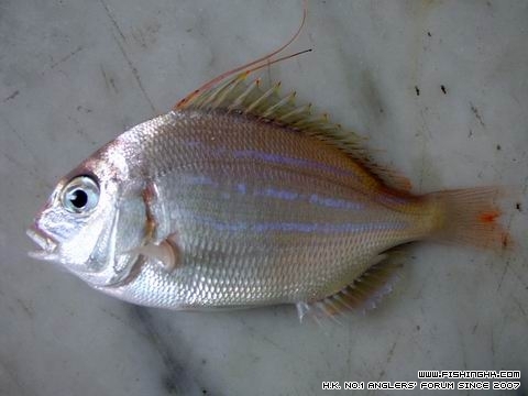 fish.jpg