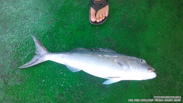 海底飛龍好好力