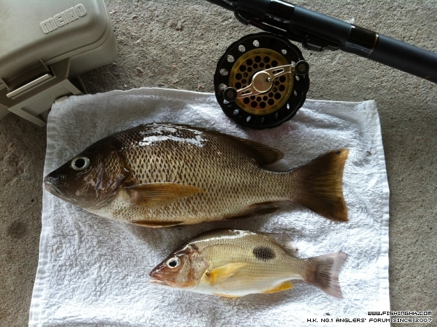 25 July 2014 - Fish.JPG