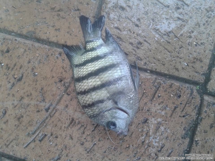 早水解鱸氣