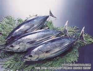 疑似跟我say 8的魚