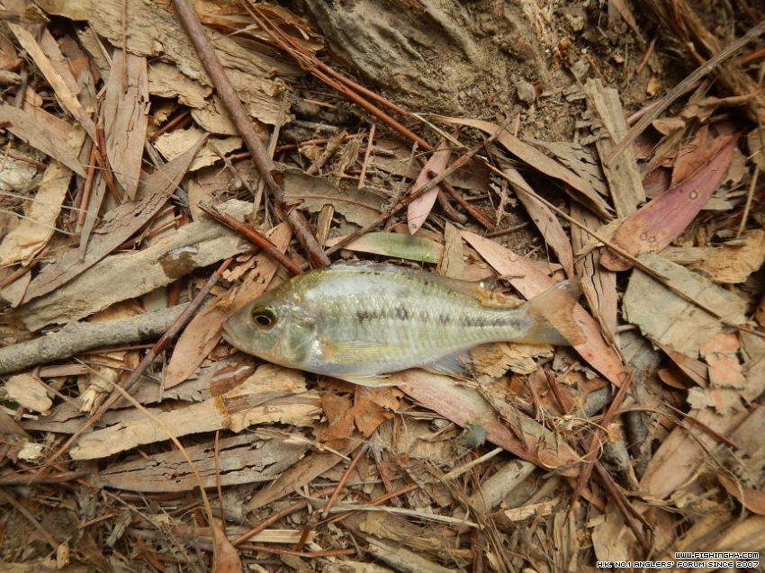 cichlid.JPG