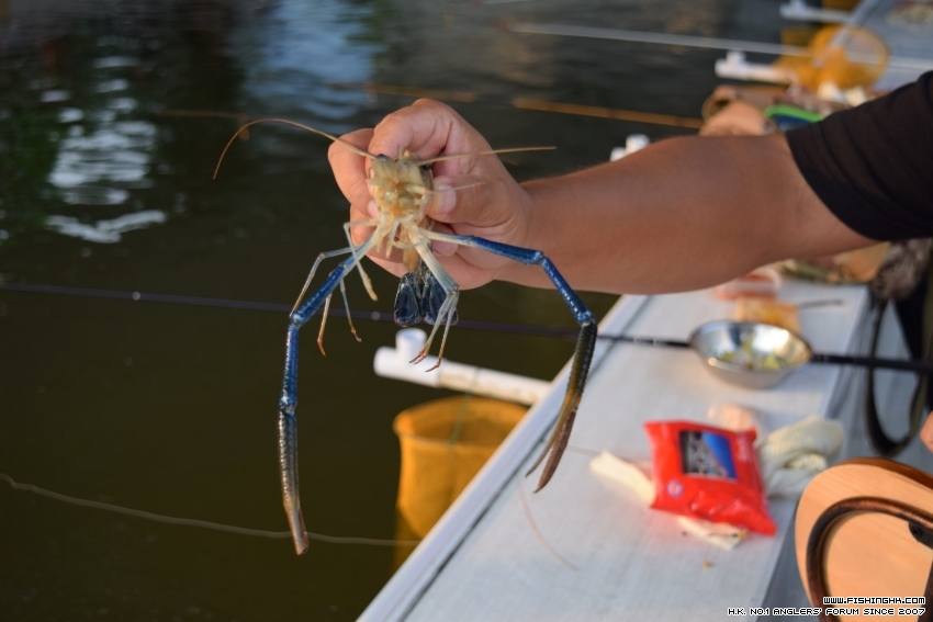 shrimp fishing 0014.JPG