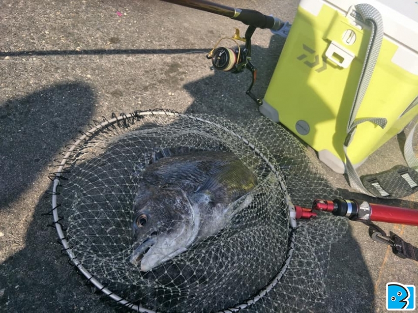 野場磯釣黑鯛