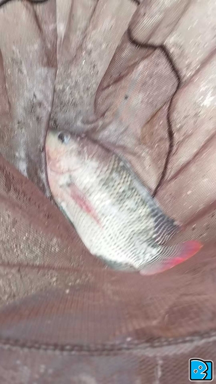 唉  巨非
