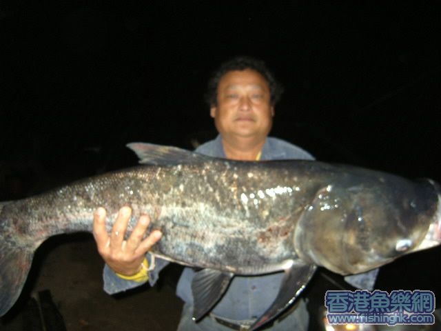 15斤魚苗.jpg