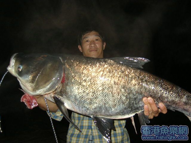 28斤奶嘴鰱.jpg