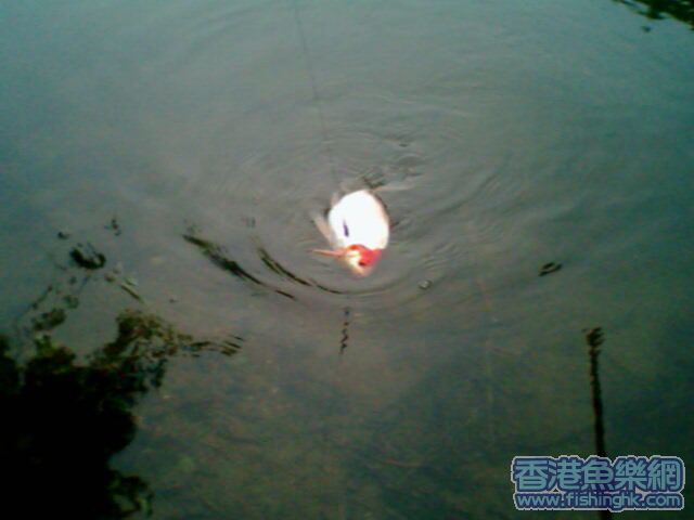 IMG0020A.jpg