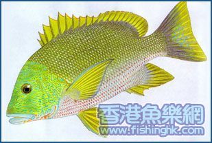 笛鯛科.jpg