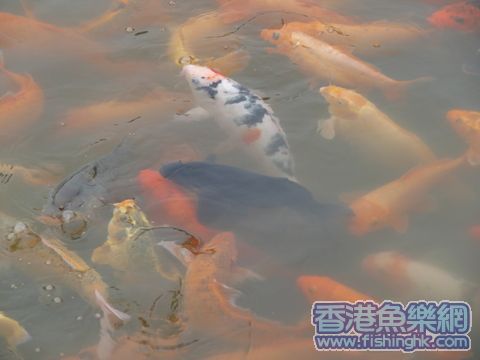 隔離塘的錦鯉條條六七斤